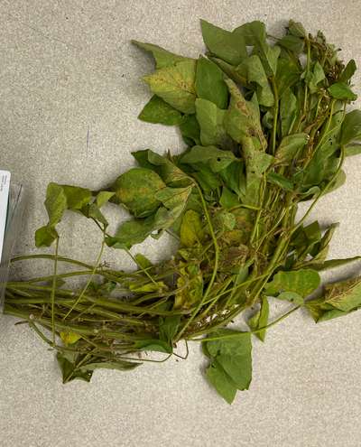 Soybean plant