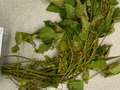 Soybean plant