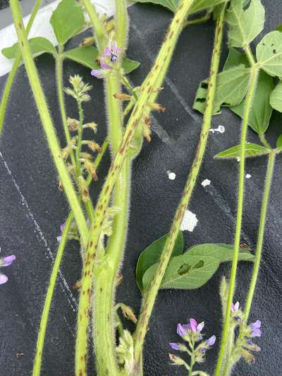 Soybean plant