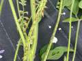 Soybean plant