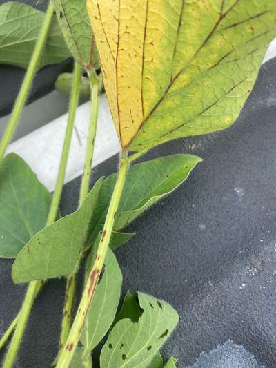 Soybean leaf