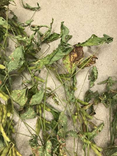 Soybean leaves