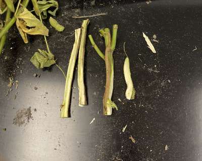 Soybean stems split in half lengthwise