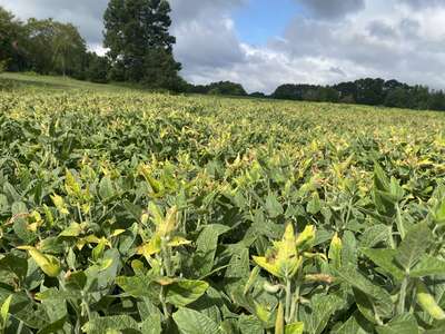 Soybean leaves tips of affected field