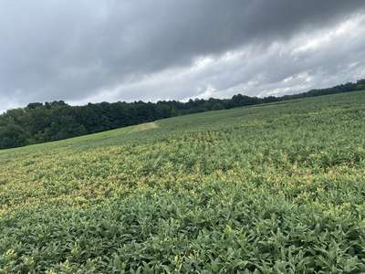 Soybean field affected
