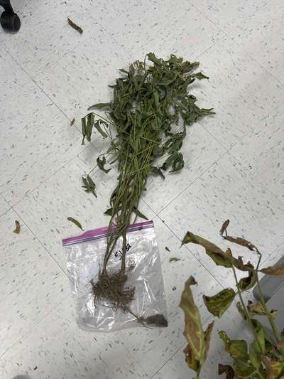 Soybean plant sample as received by the clinic