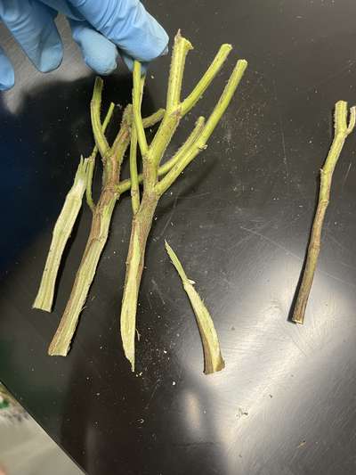 Soybean stem split in half lengthwise