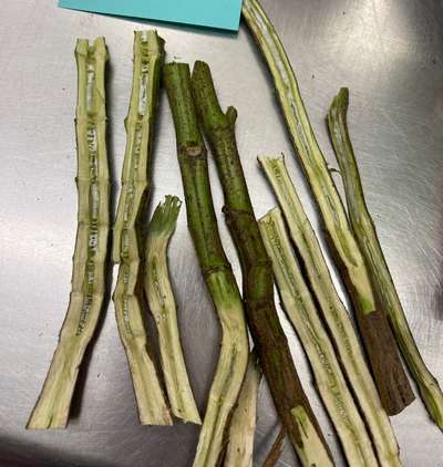 Soybean stems