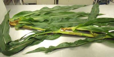 Corn sample as received by the clinic
