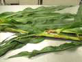 Corn sample as received by the clinic