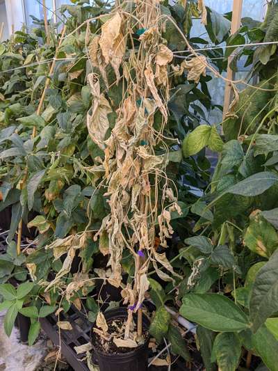 Soybean plant
