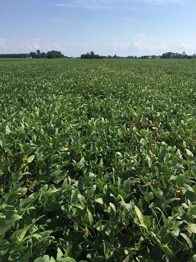 Soybean field
