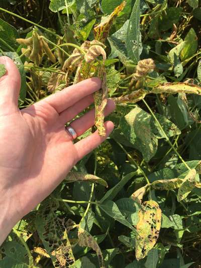 Soybean leaves