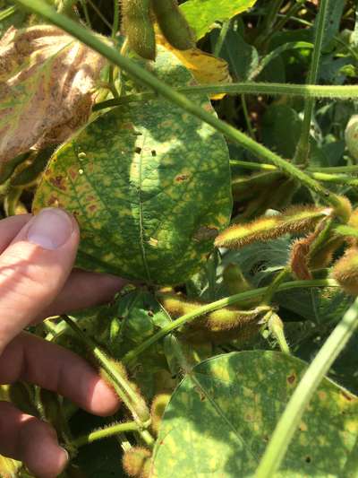 Soybean leaves