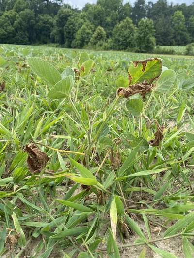 Soybean field