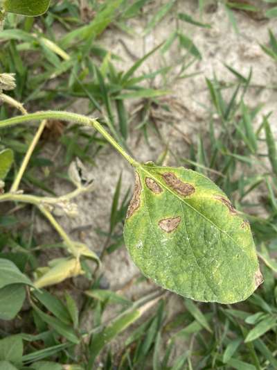 Soybean leaf