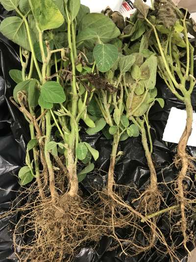 Soybean plant