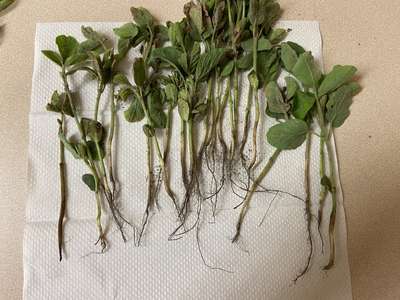 Soybean leaves