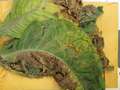 Tobacco  leaf sample as received showing signs of TSWV