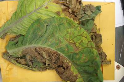 Tobacco  leaf sample as received showing signs of TSWV