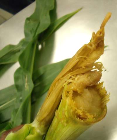 Corn stalk snapped in half showing signs of bacterial soft rot