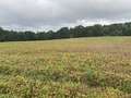 Affected field