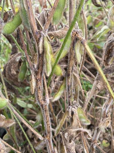 Soybean steam affected by browning