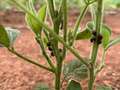 Up-close photo of a soybean plant with multiple kudzu bugs present on the stem.
