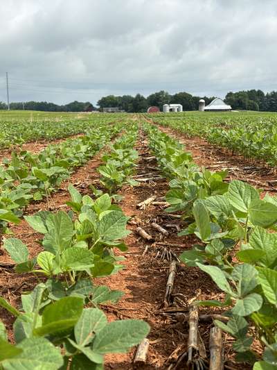 Broad photo of multiple soybean plants with kudzu bugs throughout.
