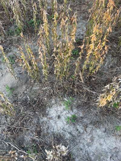 Soybeans in the field with pods without beans