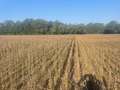 Affected soybean field
