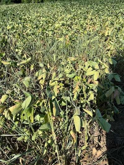 Soybean plant in the field affected by Cercospora leaf blight