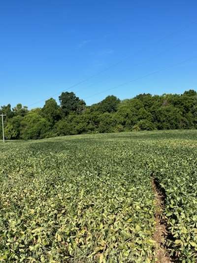 Soybean field affected by Cercospora leaf blight