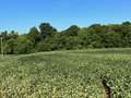 Soybean field affected by Cercospora leaf blight