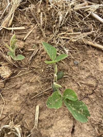 Up-close soybean plant with upper trifoliolate leaves eaten