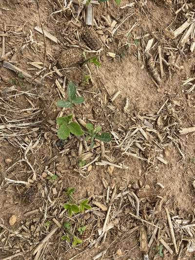 Multiple soybean plants with deer feeding damage