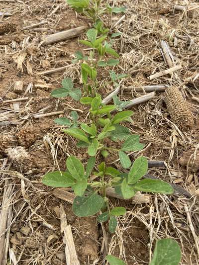 Multiple soybean plants with deer feeding damage