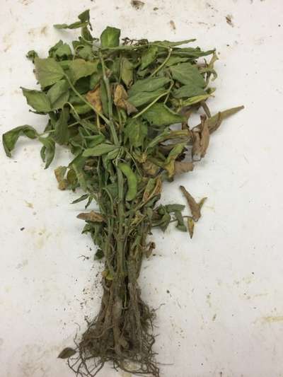 Soybean plant
