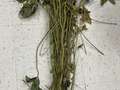 Soybean plant as received by the PDIC