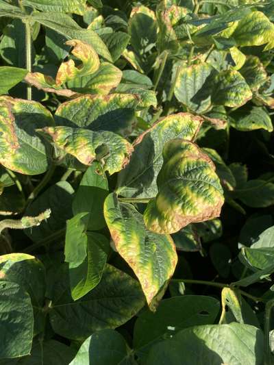 Soybean leaves