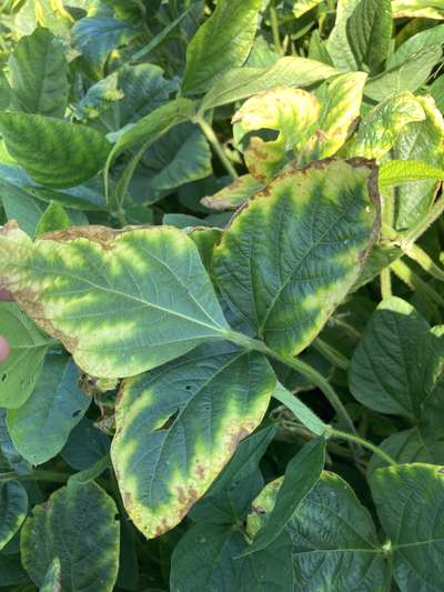 Soybean leaves