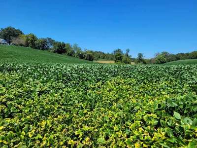 Soybean field