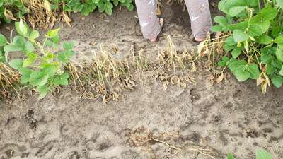Photo showing multiple soybeans plants with some dead and wilted and some alive and seemingly healthy