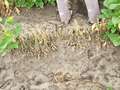 Photo showing multiple soybeans plants with some dead and wilted and some alive and seemingly healthy