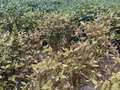 Affected soybean field
