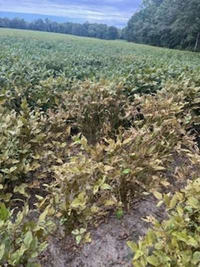 Affected soybean field