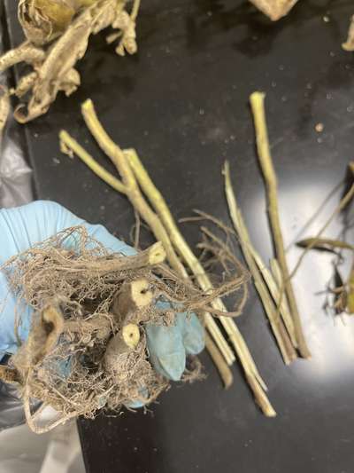 Soybean stems snapped in half crosswise
