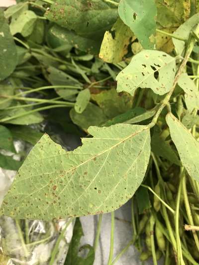 Soybean leaves