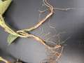 Up-close of soybean root showing browning