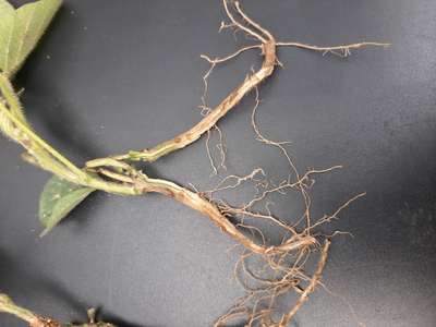 Up-close of soybean root showing browning